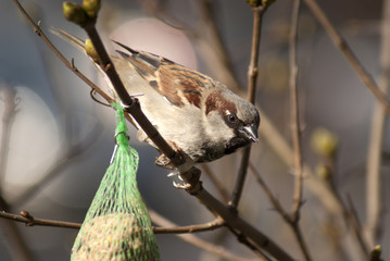 wróbel © Henryk Olszewski