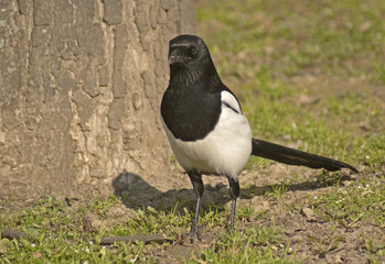 sroka