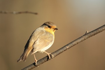 European Robin - Erithacus rubecula on a twig