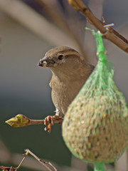 wróbel © Henryk Olszewski