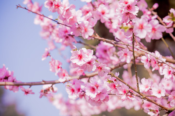 Fototapeta na wymiar Cherry blossom, sakura flower