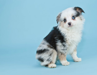 Australian Shepherd