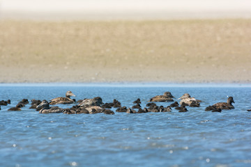 Female common eider with goslings