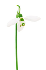 Obraz premium Snowdrop