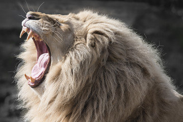 Naklejka premium Lion yawning