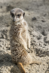Meerkat standing