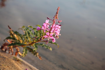 Rosebay Willowherb or Fireweed (Chamerion angustifolium)