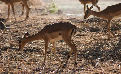 afrikanische Rehe