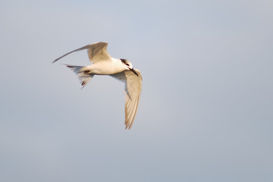 beccapesci (Sterna sandvicensis)
