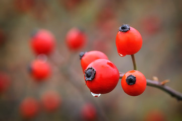 Rosehip berries on the twig, natural autumn seasonal background