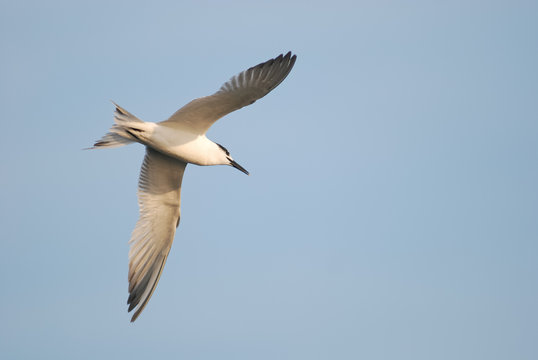 beccapesci (Sterna sandvicensis)
