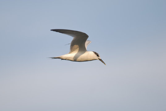 beccapesci (Sterna sandvicensis)