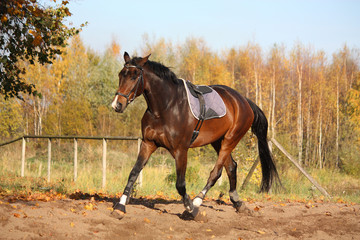 Beautiful bay horse trotting in autumn