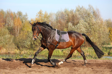 Fototapeta premium Beautiful bay horse trotting in autumn