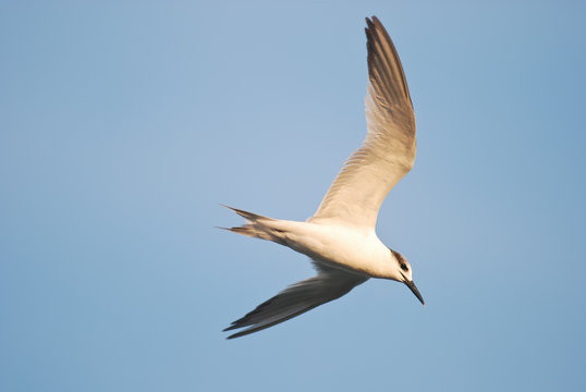 beccapesci (Sterna sandvicensis)