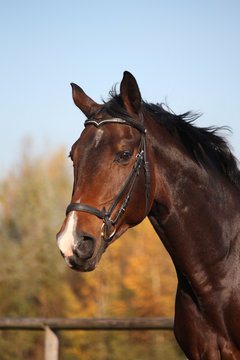 Bay horse portrait with bridle