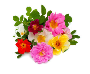 wild roses isolated on white background