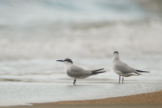 beccapesci (Sterna sandvicensis)