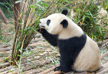 Fototapeta na wymiar Young Giant Panda Eating Bamboo, Chengdu, China