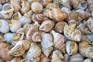 Edible sea snails on the market closeup image