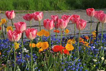 Naklejka premium pink tulips and multicolored garden flowers