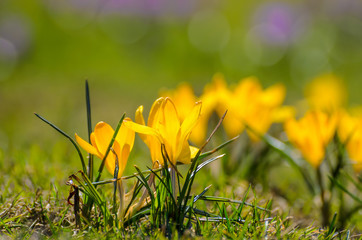 Yellow spring Crocus on a meadow
