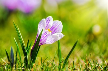 White spring Crocus on a meadow