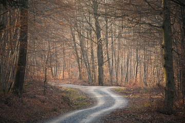 Waldweg mit Gabelung im Schönbuch