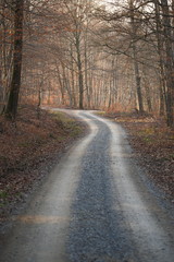 Waldweg mit Gabelung im Schönbuch