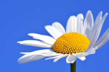 Daisy with blue sky :)