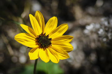 Beach Sunflower