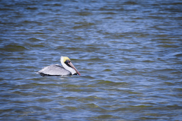 Pelican Swimming