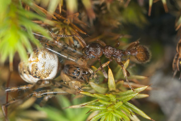 Myrmica ant transporting spider, macro photo