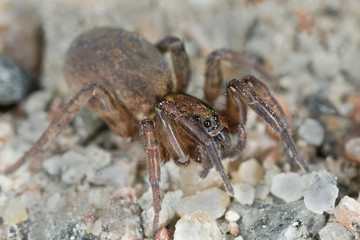 Wolf-spider, Trochosa macro photo