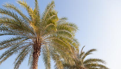 Obraz na płótnie Canvas Large palm tree
