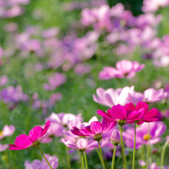 Flower cosmos