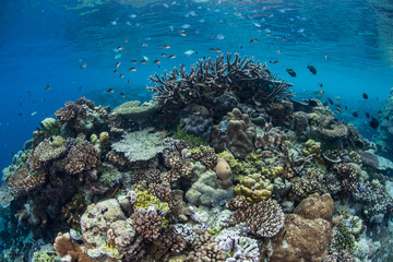 Naklejka na ściany i meble Coral Reef Pacyfiku