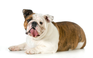 Obraz premium english bulldog