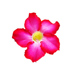 Naklejka premium vivid pink Desert Rose on white background