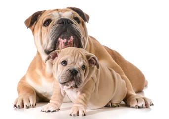 Obraz premium father and son dogs