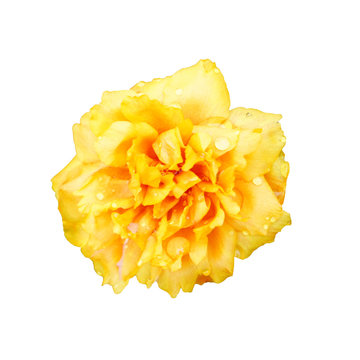 yellow Portulaca with water drop on white background