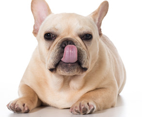 french bulldog