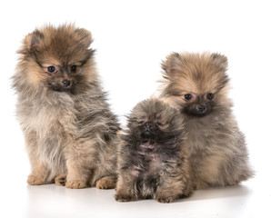 Obraz premium pomeranian puppies