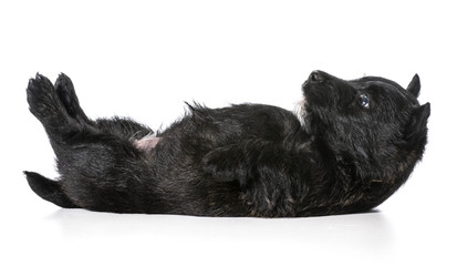 puppy laying upside down on back