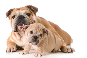 Obraz premium father and son dogs