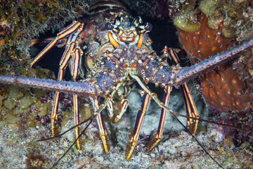 Caribbean Spiny Lobster