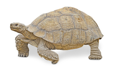 Naklejka premium Close up of large tortoise