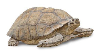 Fototapeta premium Close up of large tortoise