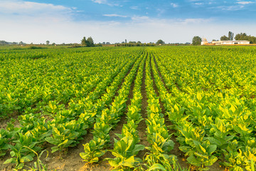 soybean field  in sunlight