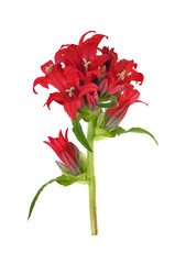 isolated branch with red flowers